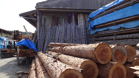 まな板などの原料となる吉野桧や吉野杉です。